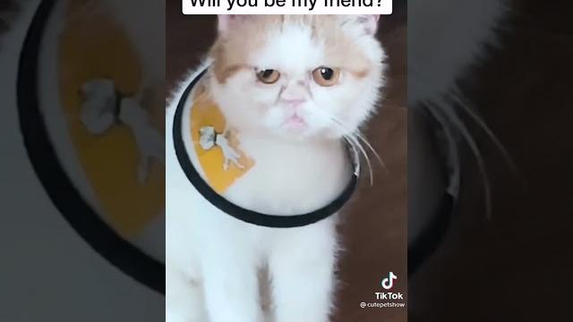 #lonely#meow#cat #lonely#meow#cat