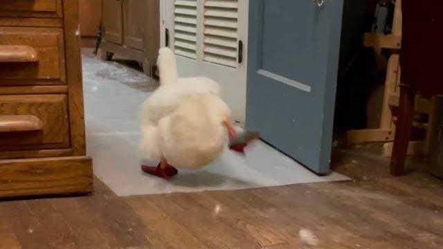 Duck running (viral tiktok) Duck running (viral tiktok)
