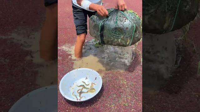 It's fishing season again #rurallife #outdoors #fishfood #fishtrip #xiaomei #fishingfun It's fishing season again #rurallife #outdoors #fishfood #fishtrip #xiaomei #fishingfun