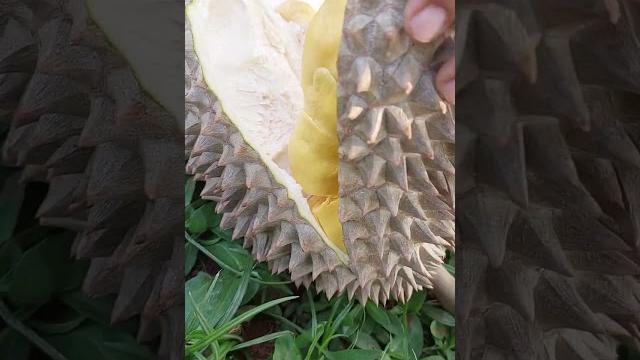 Panen durian bawor‼️ Panen durian bawor‼️