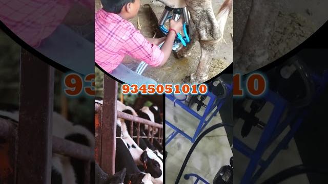 ₹4000 தள்ளுபடி...குறுகிய காலத்திற்கு மட்டுமே.. mdm milking machines #cowmilkingmachine #farming ₹4000 தள்ளுபடி...குறுகிய காலத்திற்கு மட்டுமே.. mdm milking machines #cowmilkingmachine #farming
