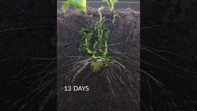 Potato growing underground Potato growing underground