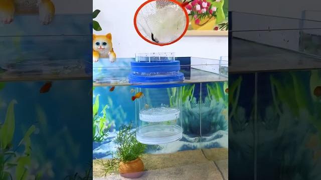 Suitable delivery room in advance can the mother fish give birth to one litter after another #guppy Suitable delivery room in advance can the mother fish give birth to one litter after another #guppy