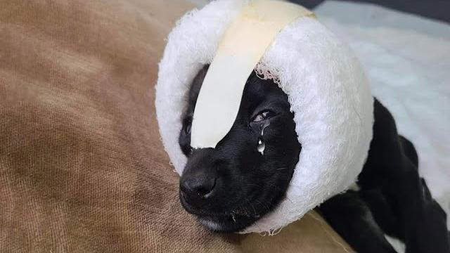 Bad person hurt his tiny head without mercy—he cried in silence, but his heart never gave up hope! Bad person hurt his tiny head without mercy—he cried in silence, but his heart never gave up hope!