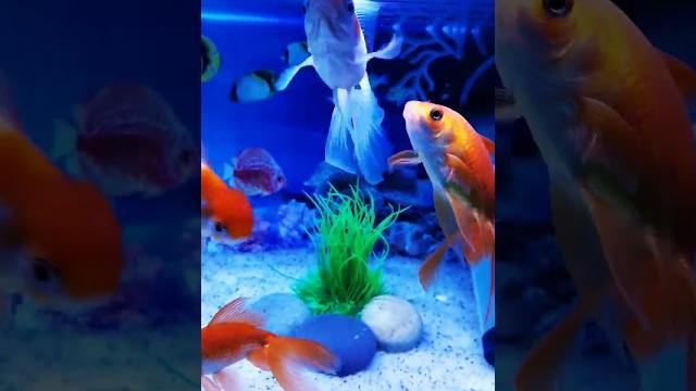 Beautiful gold fish, fish aquarium setup, gold fish tank setup. #shorts #viral #fish #aquarium Beautiful gold fish, fish aquarium setup, gold fish tank setup. #shorts #viral #fish #aquarium