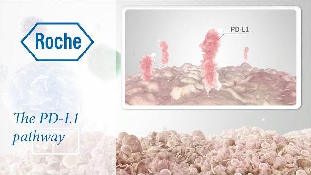 Cancer immunotherapy | the pd-l1 pathway Cancer immunotherapy | the pd-l1 pathway