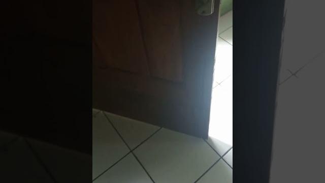Ngintip Ngintip