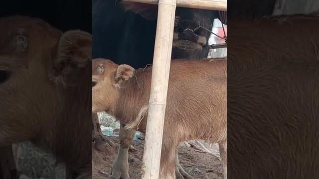 This cow breed is very interesting This cow breed is very interesting