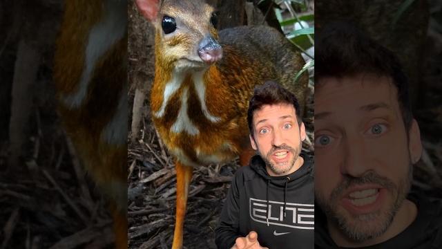 I would love to see a mouse deer I would love to see a mouse deer