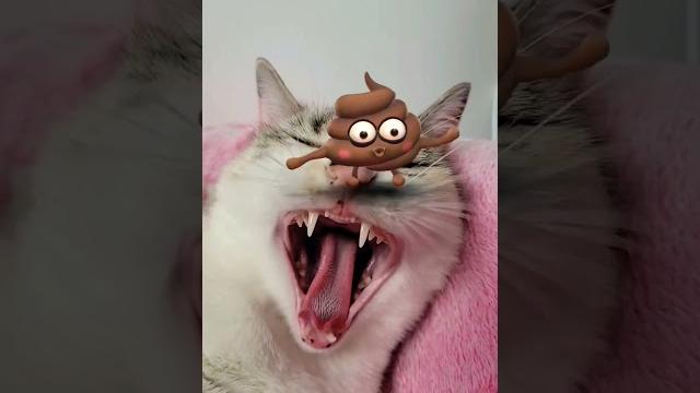 Caca cat #shorts #short #viral #tiktok #cute #catlover #funny #caca #cats #catvideos #cutecat Caca cat #shorts #short #viral #tiktok #cute #catlover #funny #caca #cats #catvideos #cutecat