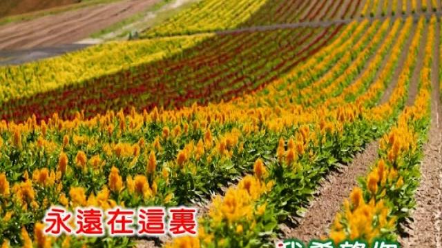 馮鳳&殷憶秋 ~ 茶花情歌 馮鳳&殷憶秋 ~ 茶花情歌