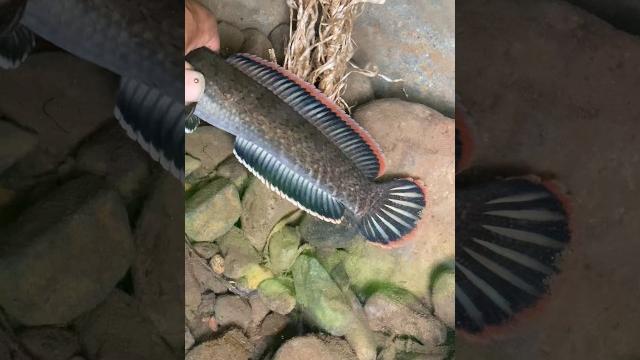 Induk channa limbata mewah Induk channa limbata mewah