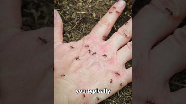 Why fire ants sting all at once Why fire ants sting all at once