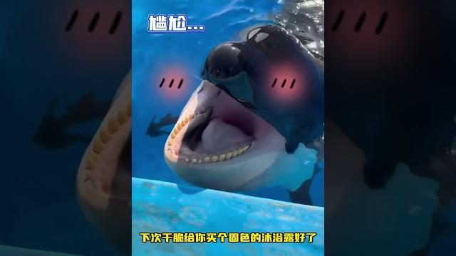 今天给孩子做一个按摩神奇动物在抖音 虎鲸 萌宠出道计划 今天给孩子做一个按摩神奇动物在抖音 虎鲸 萌宠出道计划