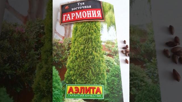 Семена туи восточной. Семена туи восточной.