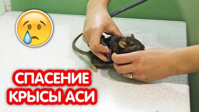 Рак у крысы. спасение крысы аси Рак у крысы. спасение крысы аси