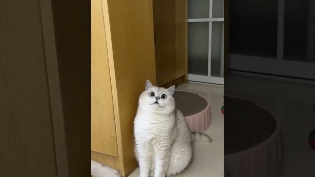 #shorts #youtubeshorts #cats #viral #shorts #youtubeshorts #cats #viral