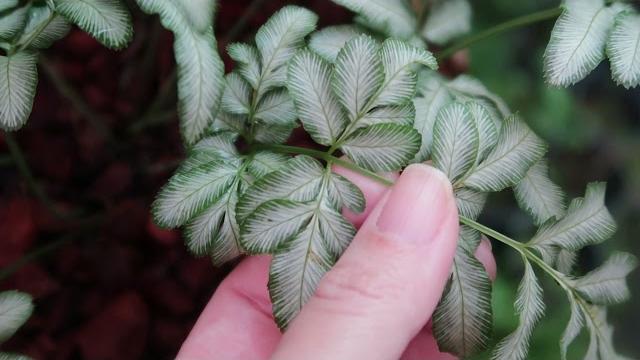 Victoria fern Victoria fern