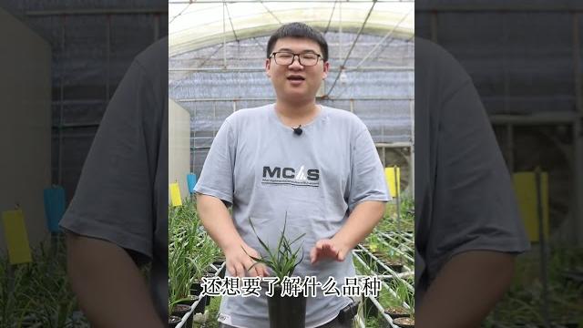 养花春兰环球荷鼎 养花春兰环球荷鼎