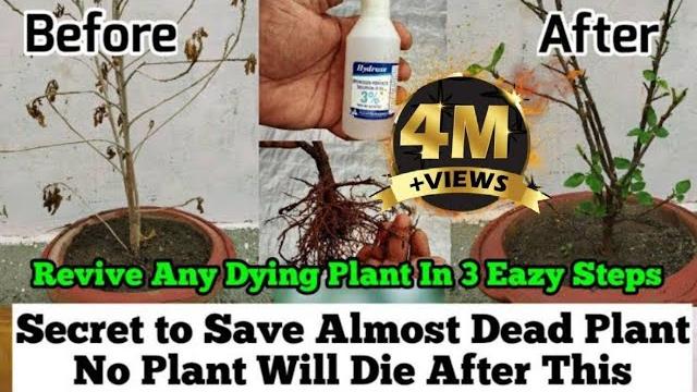 How to revive any dying plant in 3 eazy steps : root rot treatment : plants issues and solutions How to revive any dying plant in 3 eazy steps : root rot treatment : plants issues and solutions