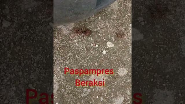Paspampres beraksi #barutahu Paspampres beraksi #barutahu