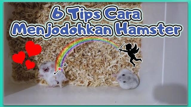 6 tips menjodohkan hamster 6 tips menjodohkan hamster