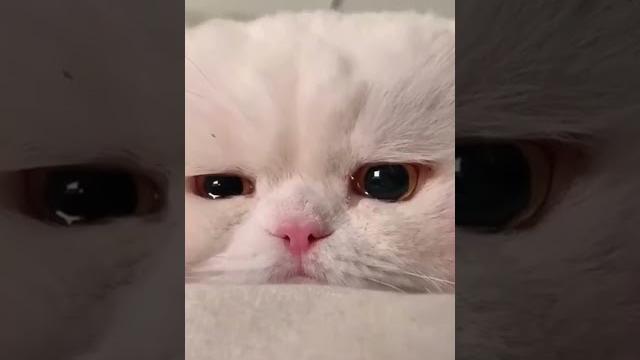 Грустные котики #грусть #котики #слезы Грустные котики #грусть #котики #слезы
