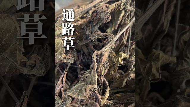 这种青草煮出来的水红红的召唤茶友 潮汕青草 通路草 这种青草煮出来的水红红的召唤茶友 潮汕青草 通路草