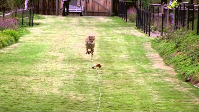 Cheetah run - hd Cheetah run - hd