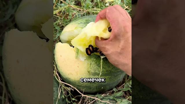 Зачем китайцы давят арбузы? #факты Зачем китайцы давят арбузы? #факты