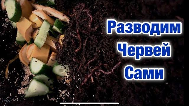 Разводим червей для рыбалки в гараже. Разводим червей для рыбалки в гараже.