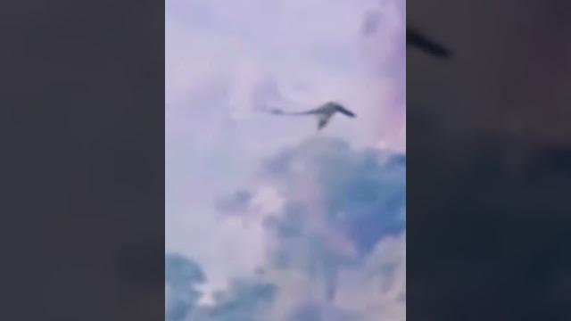 Драконы, снятые на камеру Драконы, снятые на камеру