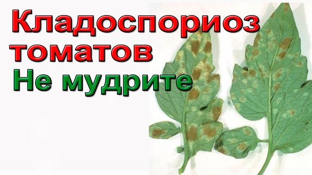 Кладоспориоз томатов. не мудрите. Кладоспориоз томатов. не мудрите.