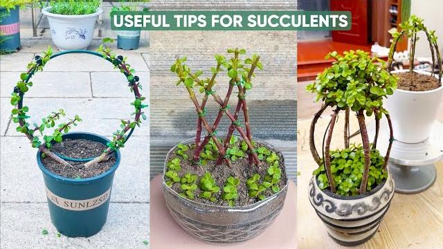 Easy succulent plants care for beginners! Easy succulent plants care for beginners!