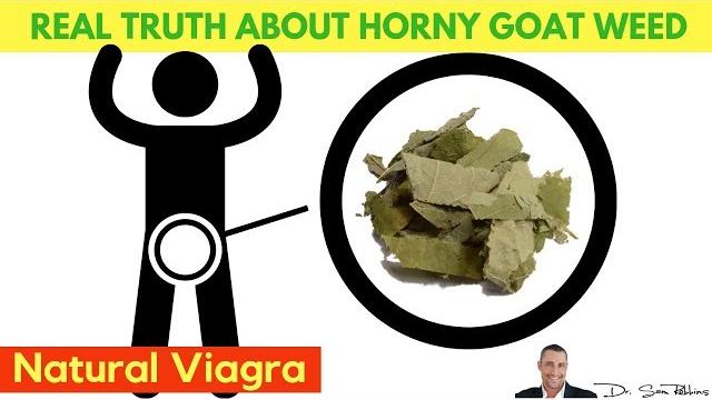 Real truth about horny goat weed - natural viagra for erectile dysfunction - by dr sam robbins Real truth about horny goat weed - natural viagra for erectile dysfunction - by dr sam robbins
