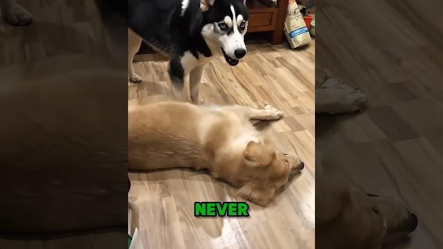 Never get two dogs #shorts #dog Never get two dogs #shorts #dog