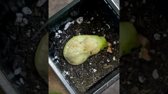 Growing a mango seed 2 year update! #plants #houseplants #mangotree #garden #plantcare Growing a mango seed 2 year update! #plants #houseplants #mangotree #garden #plantcare
