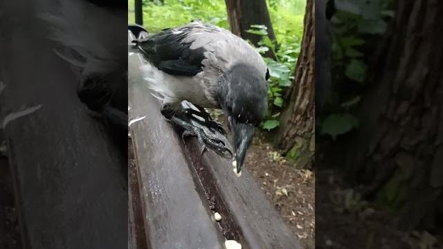 Молодая ворона / the young crow Молодая ворона / the young crow