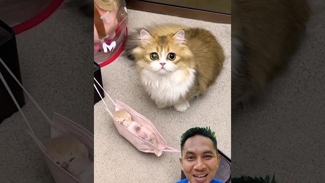 Kucing nidurin anaknya pake ayunan Kucing nidurin anaknya pake ayunan