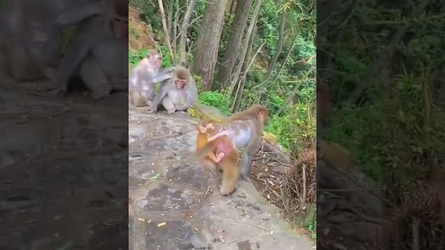 #monkey #animals #hanum #hanuman #monkeyshort #shortvideos #viralvideos #bandar @helpingbyramkesh #monkey #animals #hanum #hanuman #monkeyshort #shortvideos #viralvideos #bandar @helpingbyramkesh