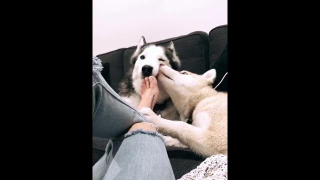 Huskies licking feet cute Huskies licking feet cute