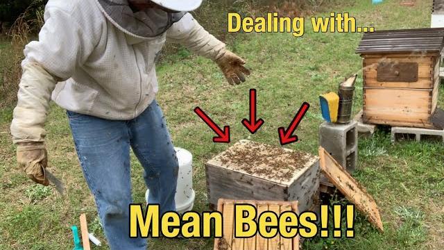 Dealing with a mean hive of honey bees Dealing with a mean hive of honey bees