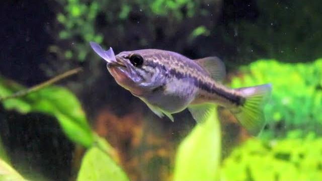 The life of moby - most aggressive fish on the planet! The life of moby - most aggressive fish on the planet!