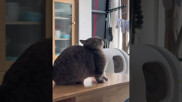 #cat #cute #cat #cute