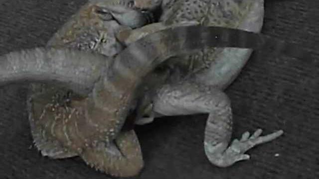 Mating bearded dragons. Mating bearded dragons.