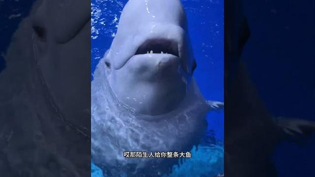 白鲸也有心眼子,有大鱼绝对吃!#白鲸吃鱼 #神奇动物在抖音 #海洋生物 白鲸也有心眼子,有大鱼绝对吃!#白鲸吃鱼 #神奇动物在抖音 #海洋生物