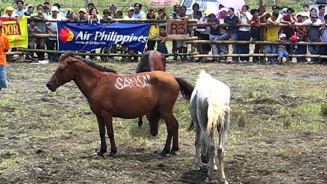 2004 08 20 kadayawan horsefight 2 2004 08 20 kadayawan horsefight 2