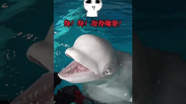 白鲸:不能吃辣不知道吗?下回注点儿意!白鲸有多聪明 哈尔滨极地公园 白鲸吐口水 神奇动物在抖音 白鲸:不能吃辣不知道吗?下回注点儿意!白鲸有多聪明 哈尔滨极地公园 白鲸吐口水 神奇动物在抖音