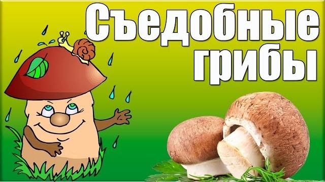 Съедобные грибы Съедобные грибы