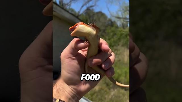 Sand lizard sand fish #facts #animalfacts #wildlife Sand lizard sand fish #facts #animalfacts #wildlife